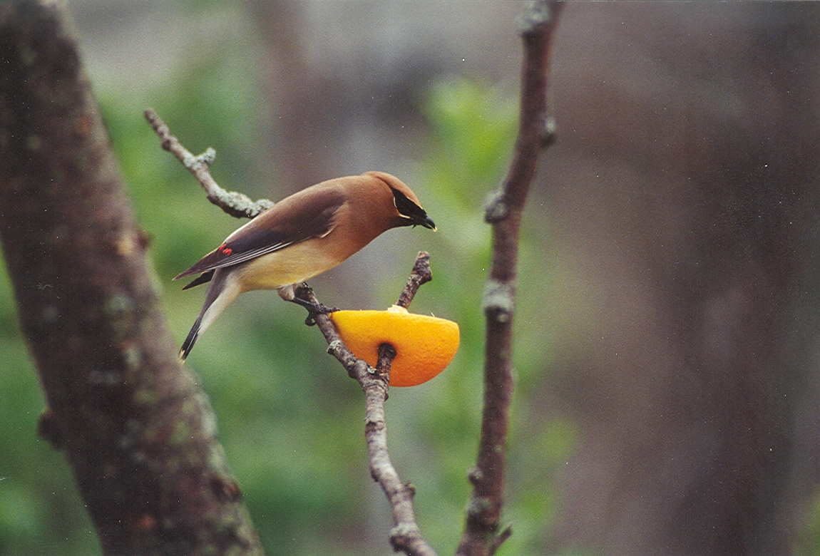 Cedar Waxwing - 1999