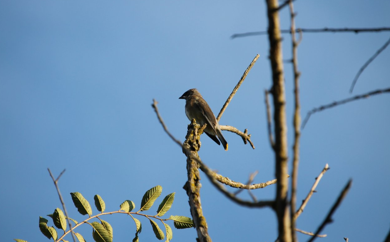 Cedar Waxwing (Bombycilla cedrorum)