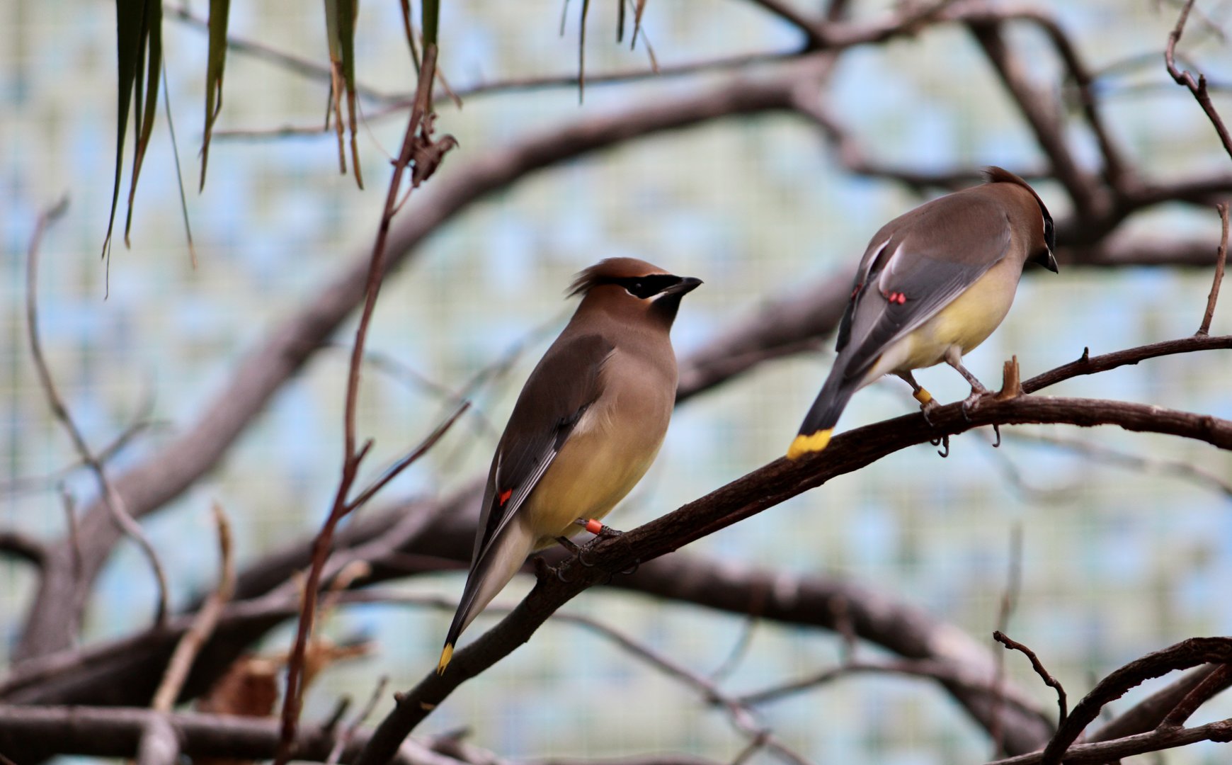 Cedar Waxwing (Bomycilla cedrorum)