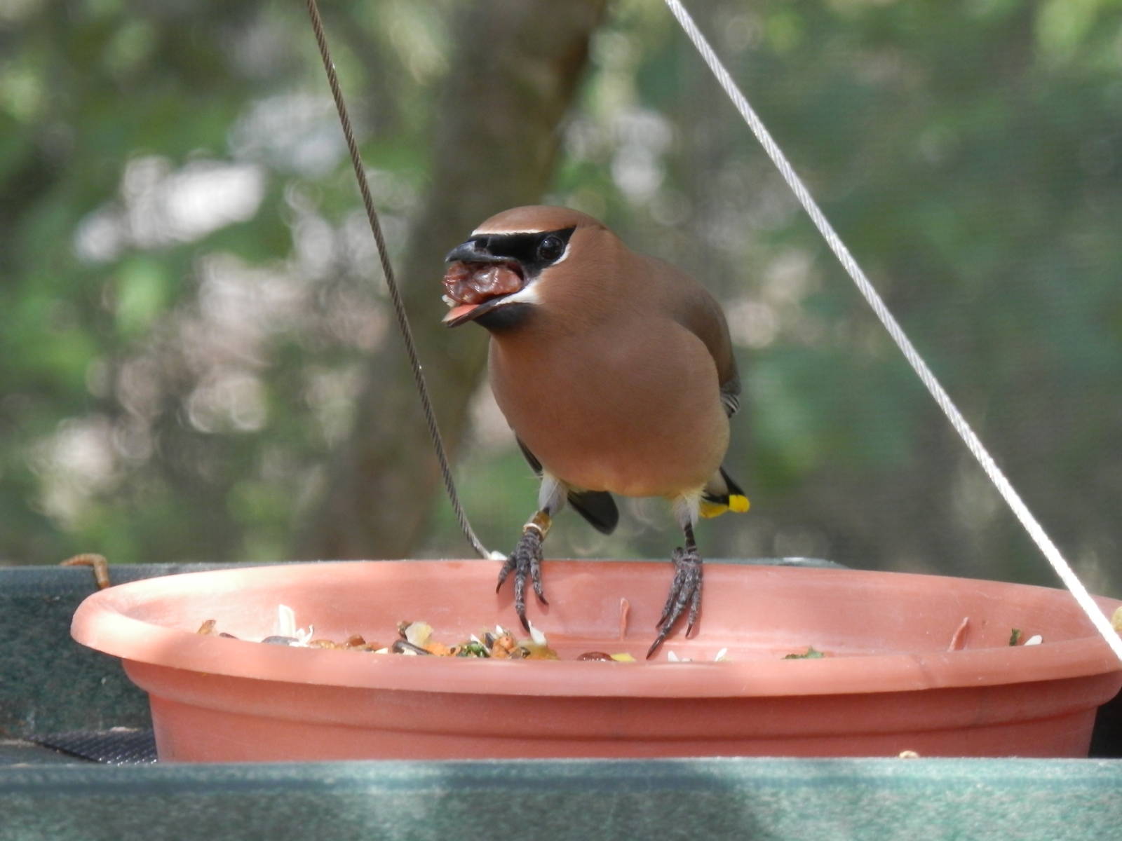 Cedar Waxwing