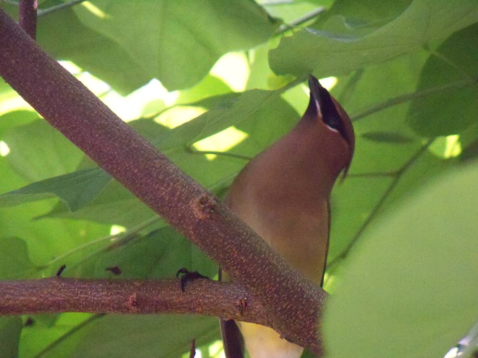 Cedar Waxwing