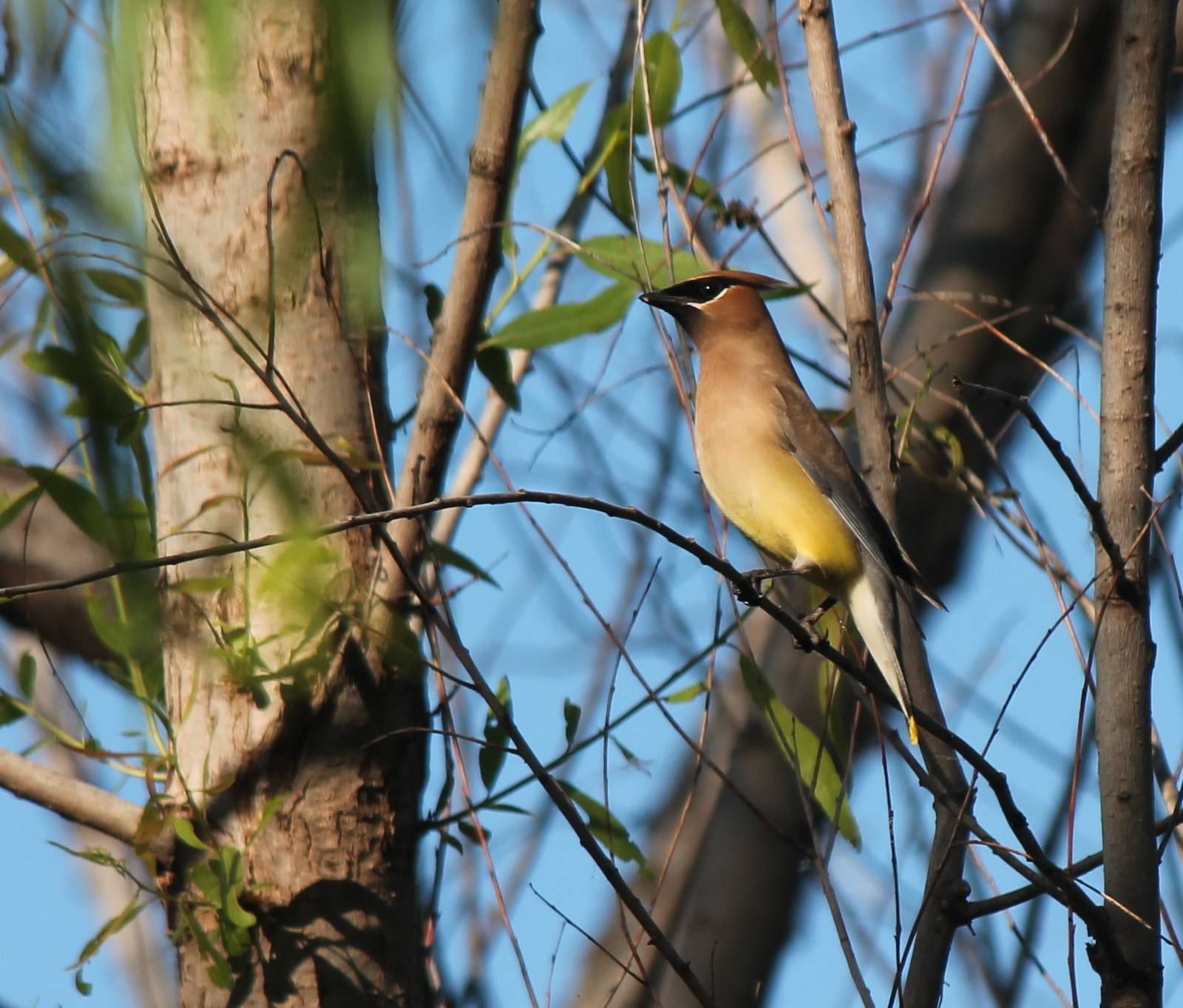 Cedar Waxwing