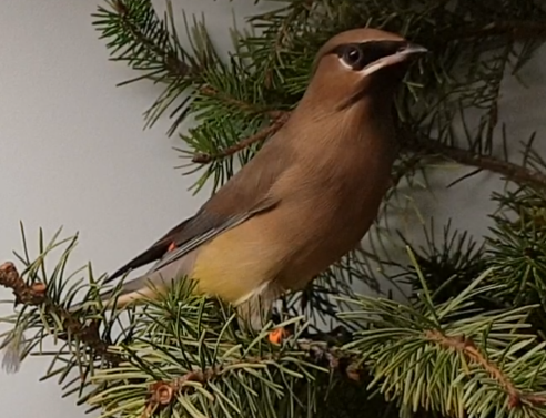 Cedar waxwing