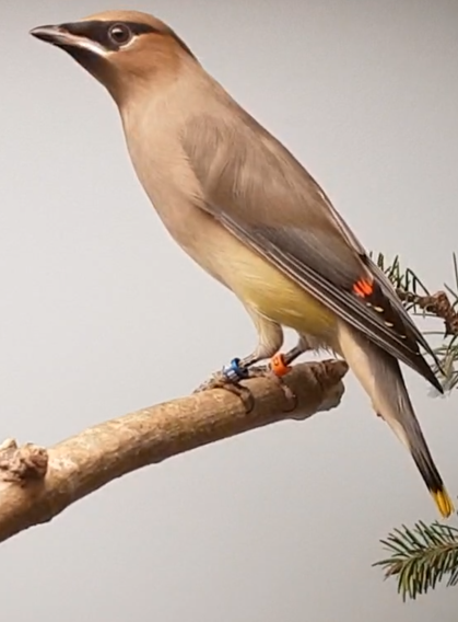 Cedar waxwing