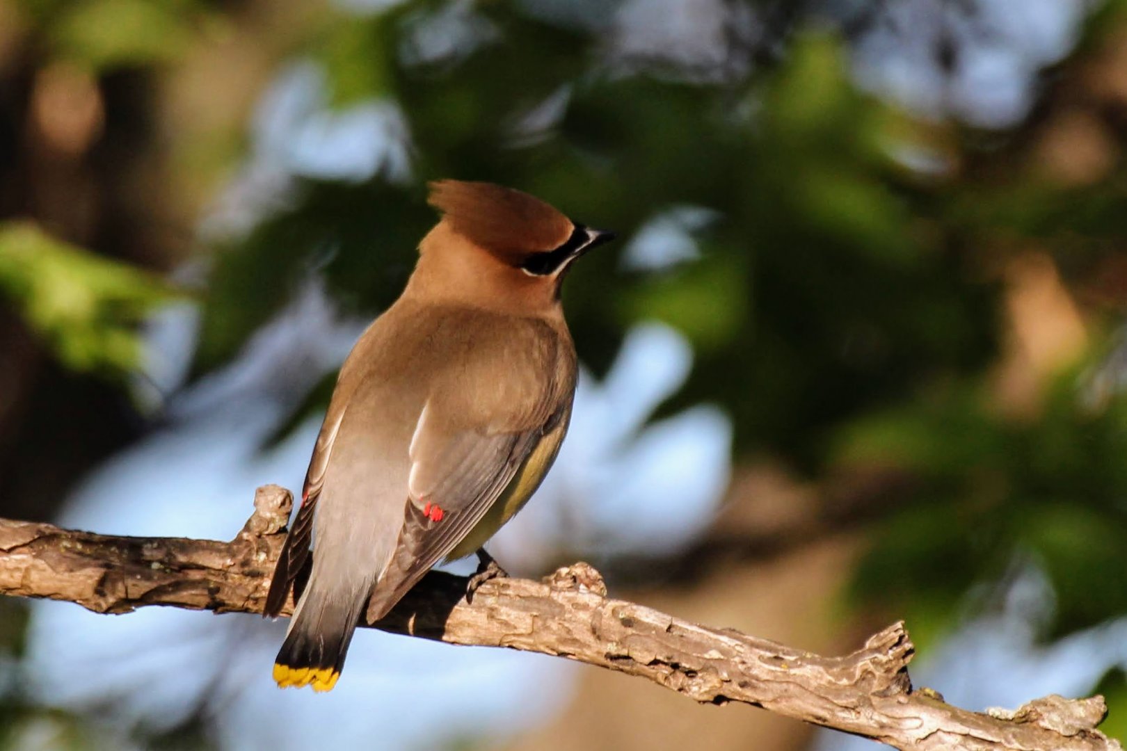 Cedar Waxwing