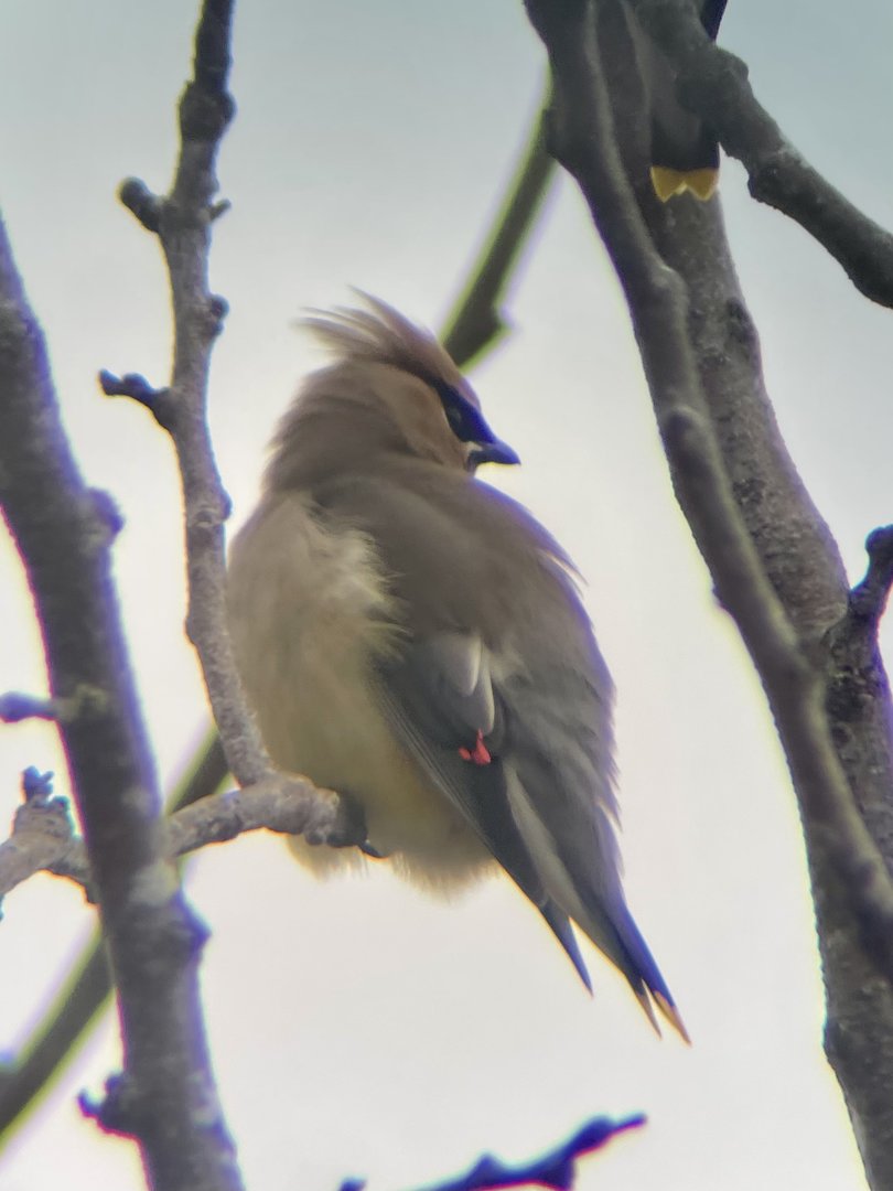 Cedar Waxwing
