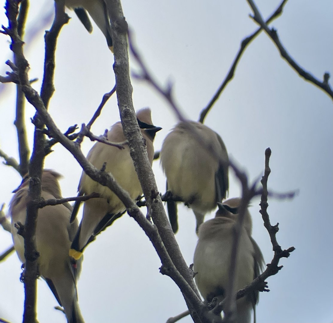 Cedar Waxwing