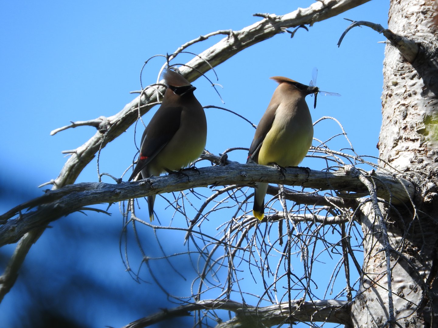 Cedar Waxwings