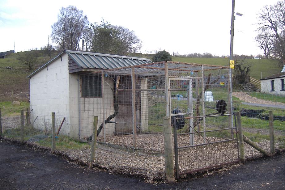 Cefn Yr Erw Mandrill and Spider Monkey