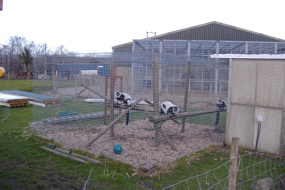 Cefn Yr Erw ruffed lemur cage