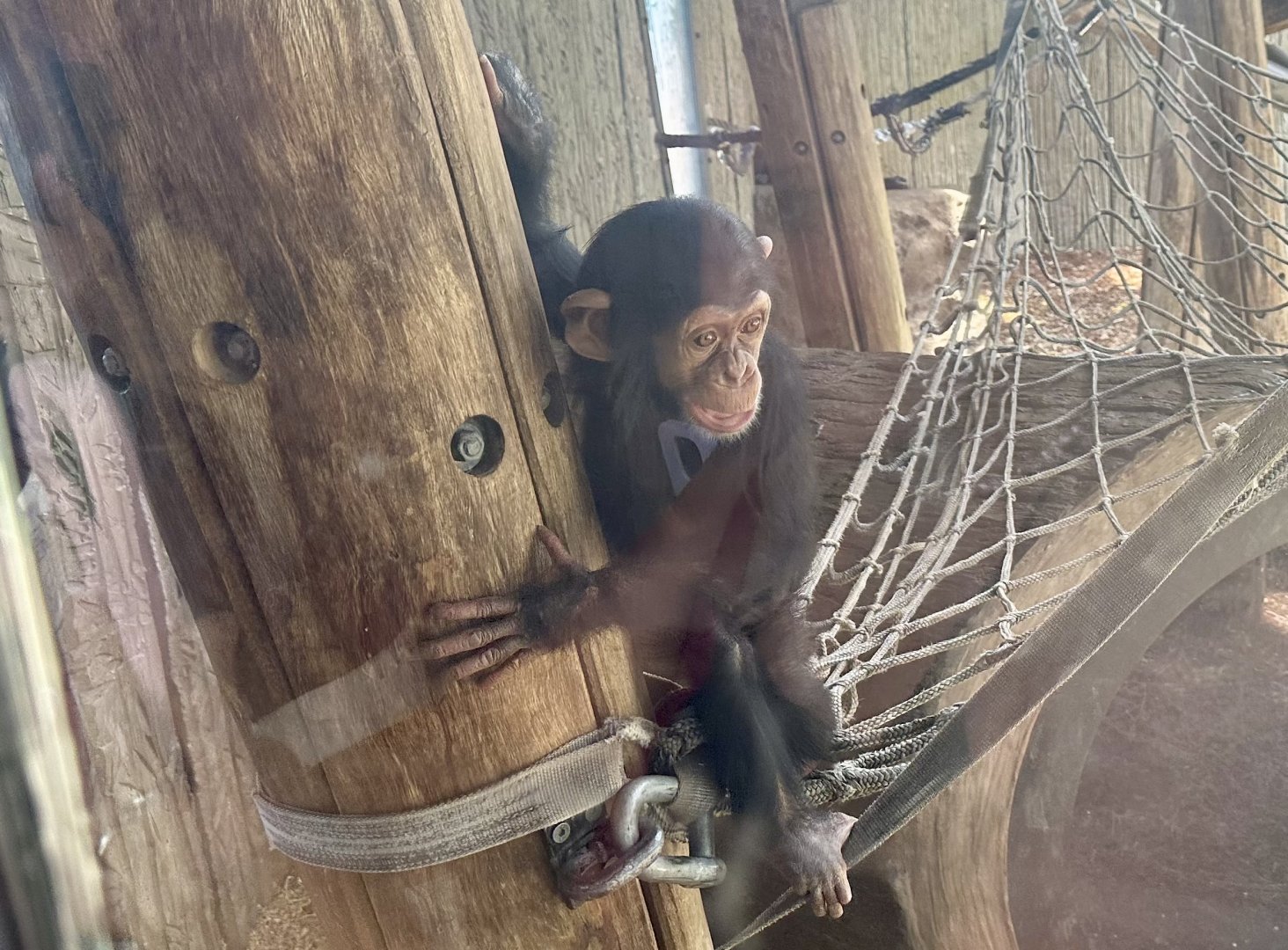 Cekiri (Common Chimpanzee)