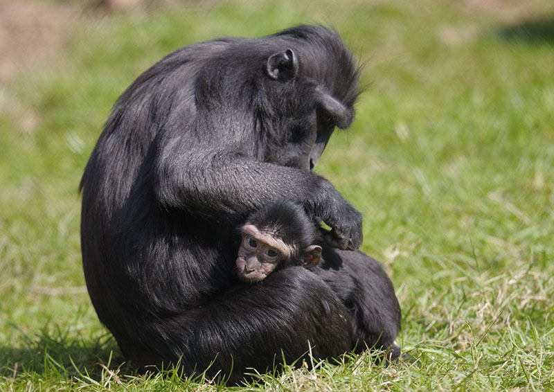 Celebes black ape mother and infant