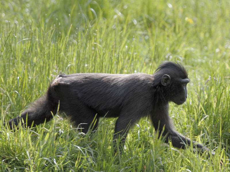 Celebes Black Ape (Sulawesi crested macaque)