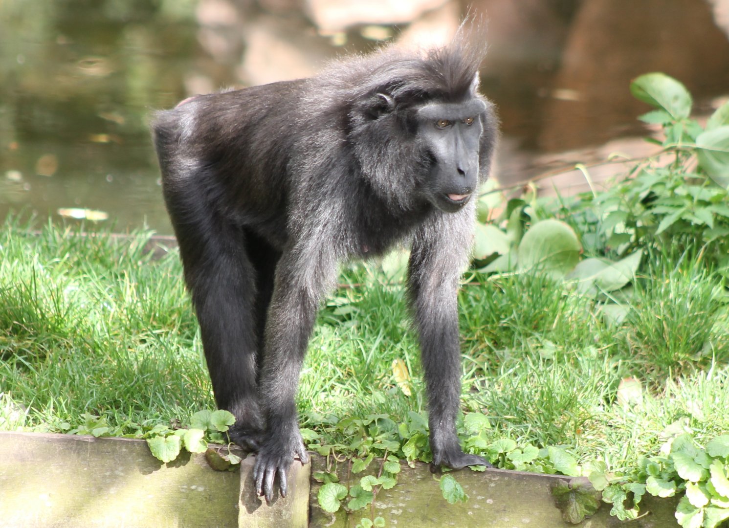 Celebes black macaque