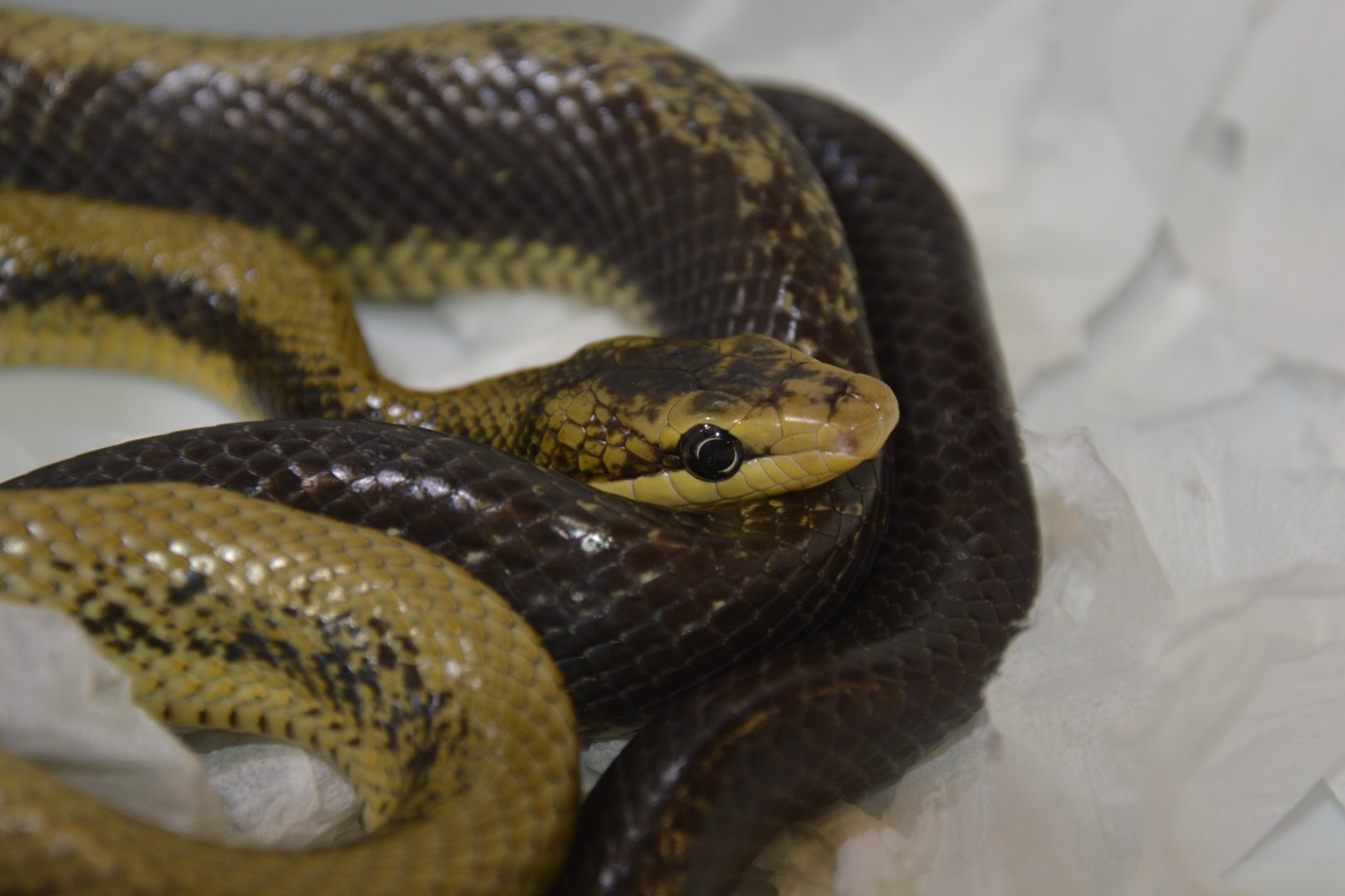 Celebes black-tailed rat snake (Gonyosoma jansenii)