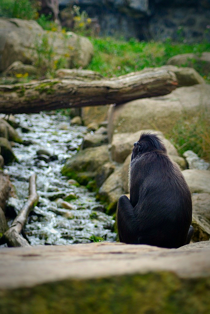 Celebes Crested Macaque enclosure