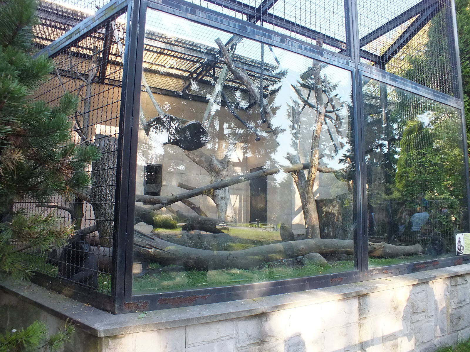 Celebes Crested Macaque exhibit