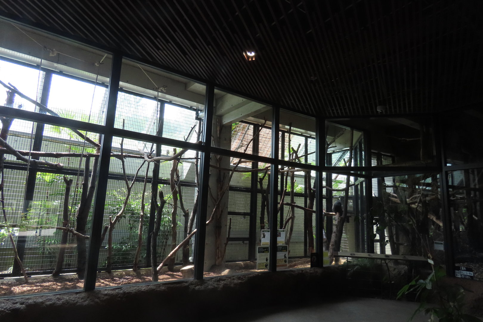 Celebes crested macaque exhibit