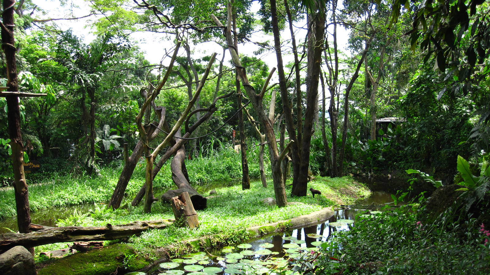 Celebes Crested Macaque island, Primate Kingdom