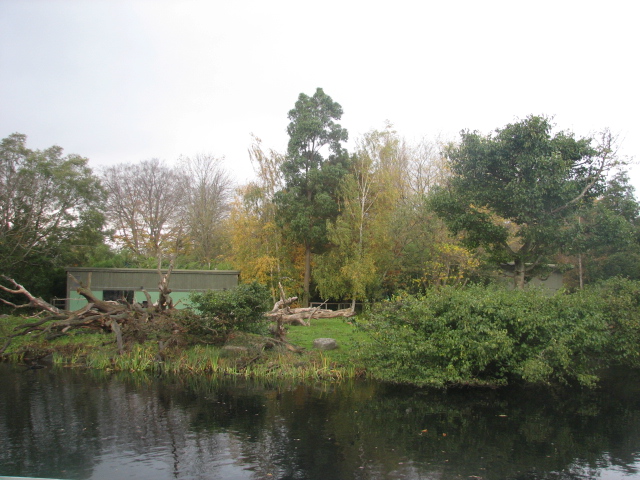 Celebes crested macaque island