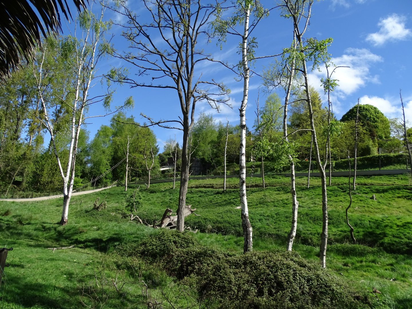 Celebes crested macaque (Macaca nigra) and Small-clawed otter (Aonyx cinereus) exhibit