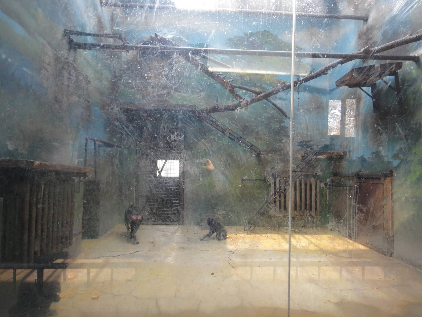 Celebes crested macaque (Macaca nigra) enclosure