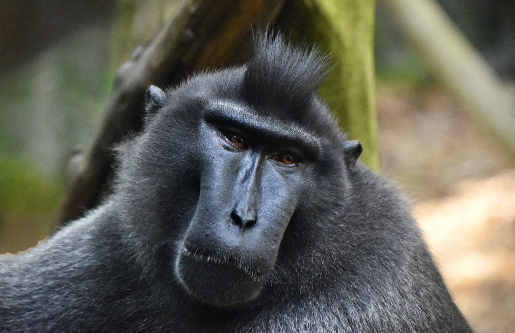 Celebes Crested Macaque (Macaca nigra) male