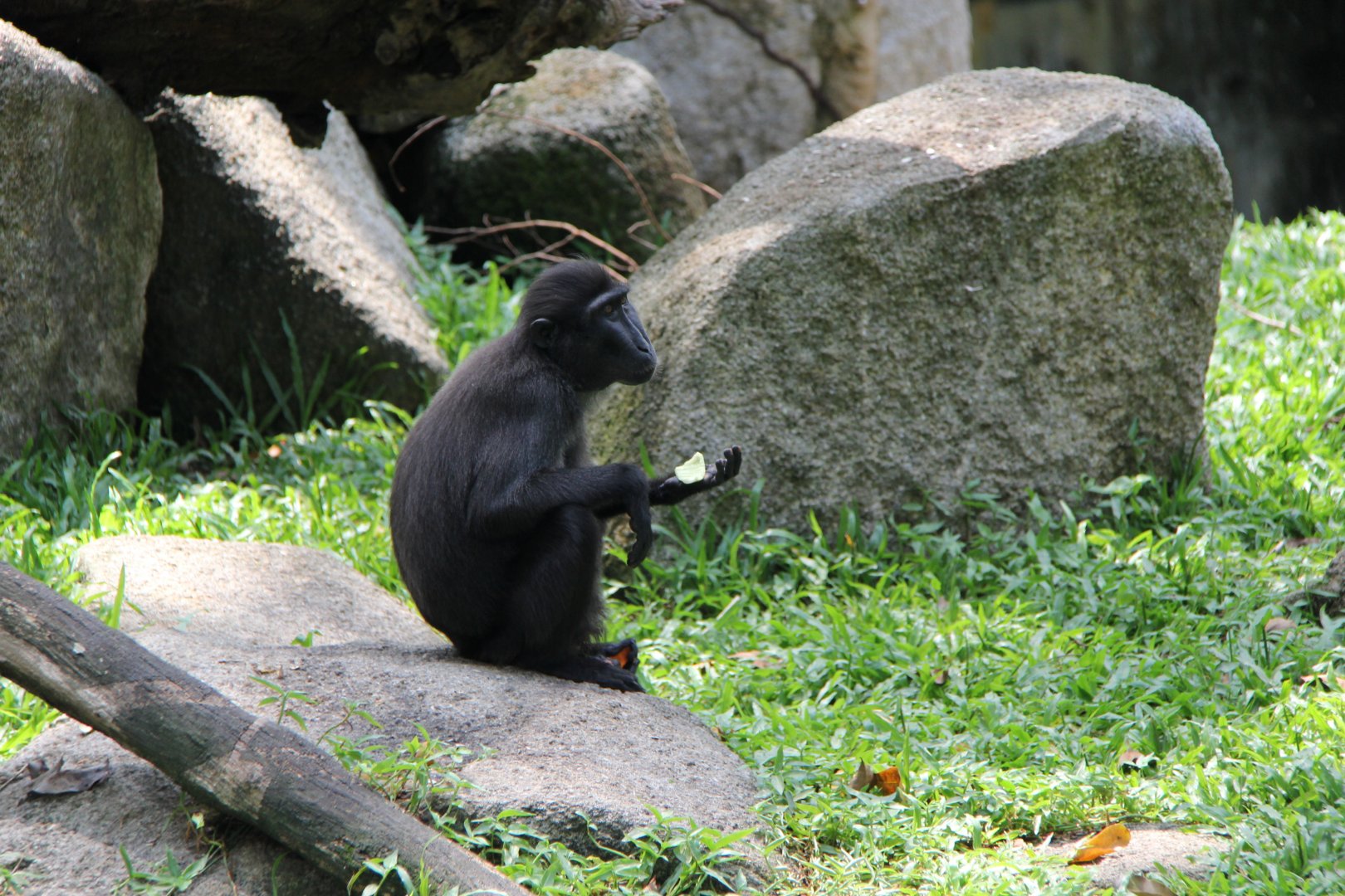 Celebes crested macaque (Macaca nigra)
