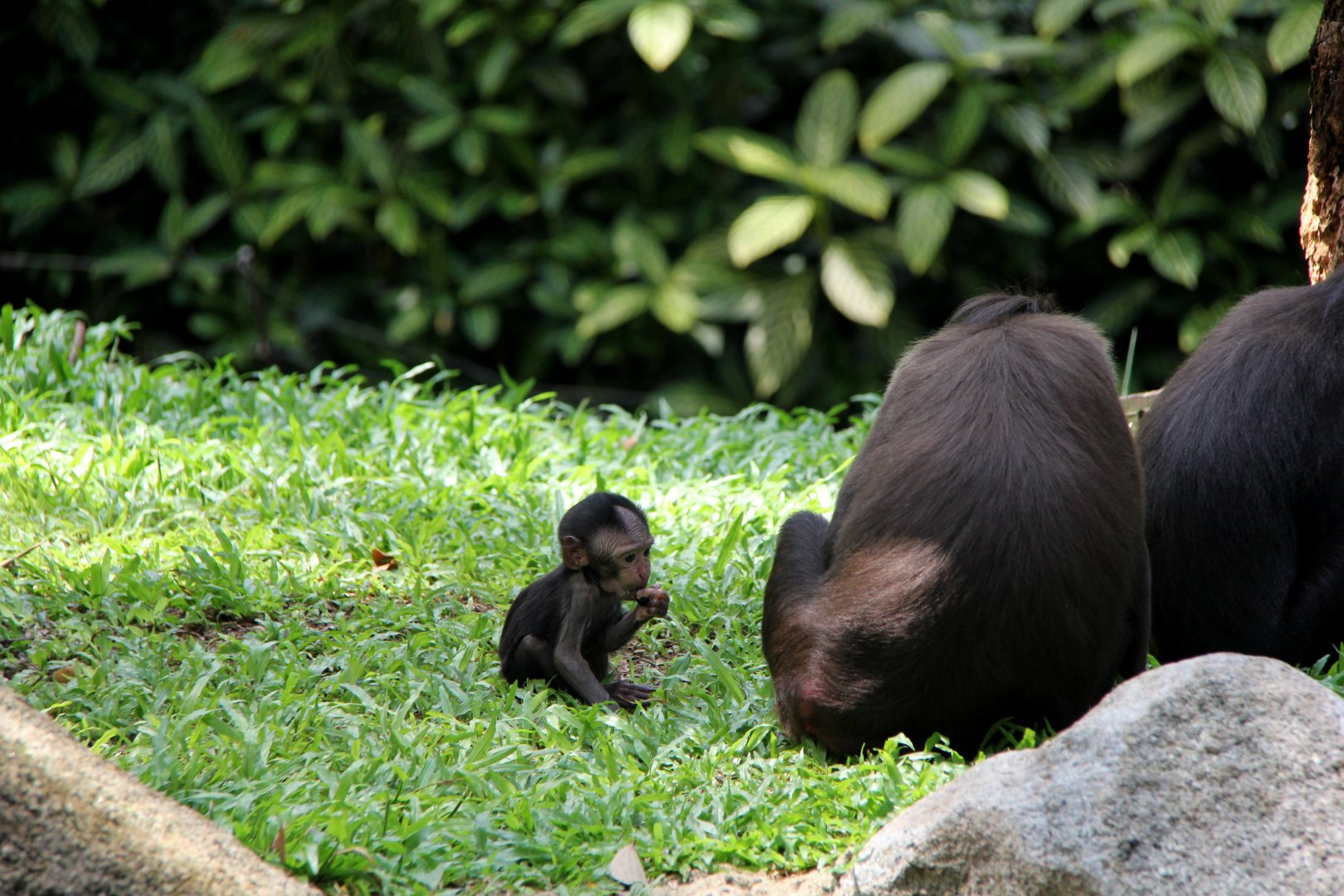 Celebes crested macaque (Macaca nigra)