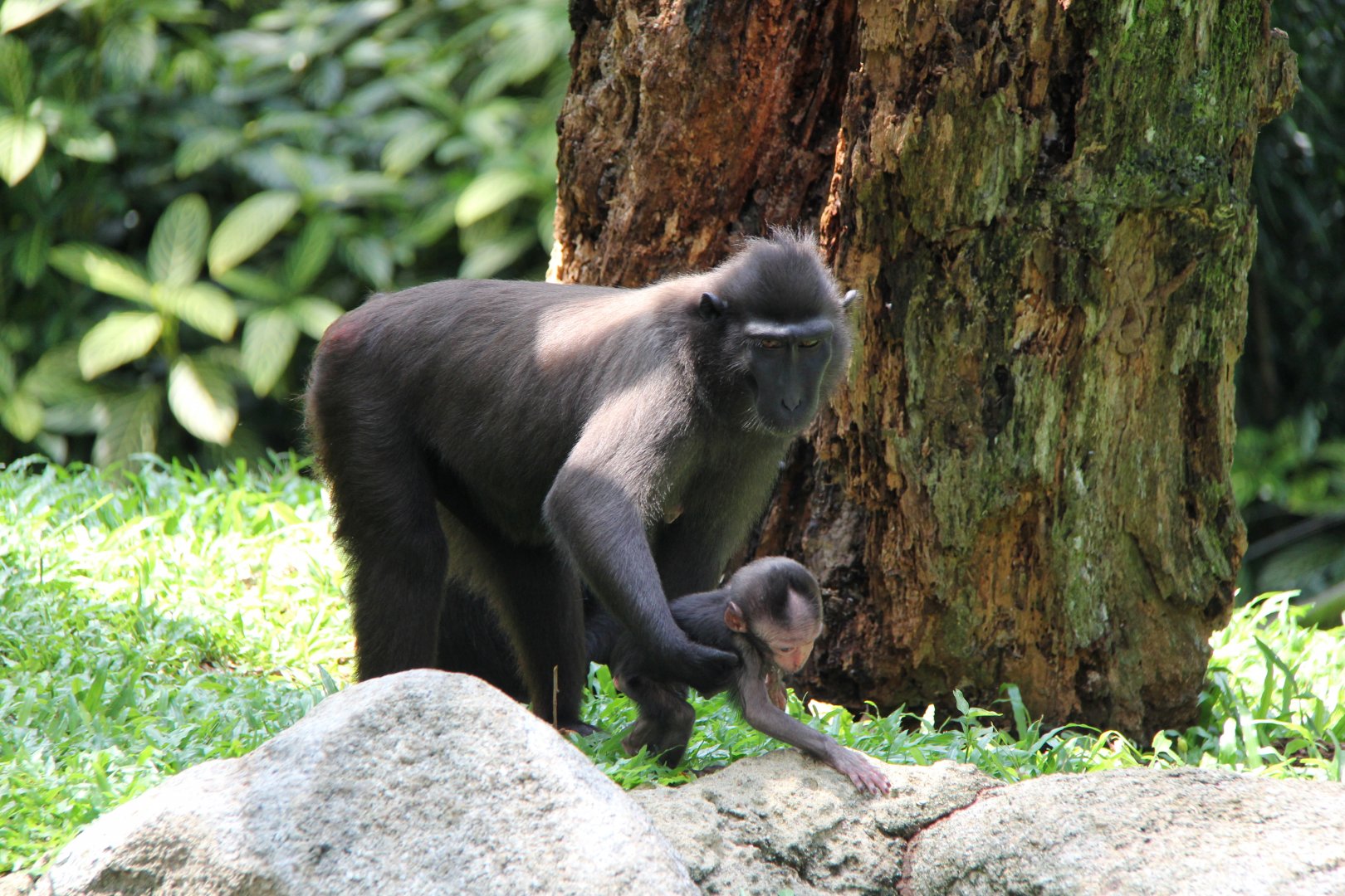 Celebes crested macaque (Macaca nigra)