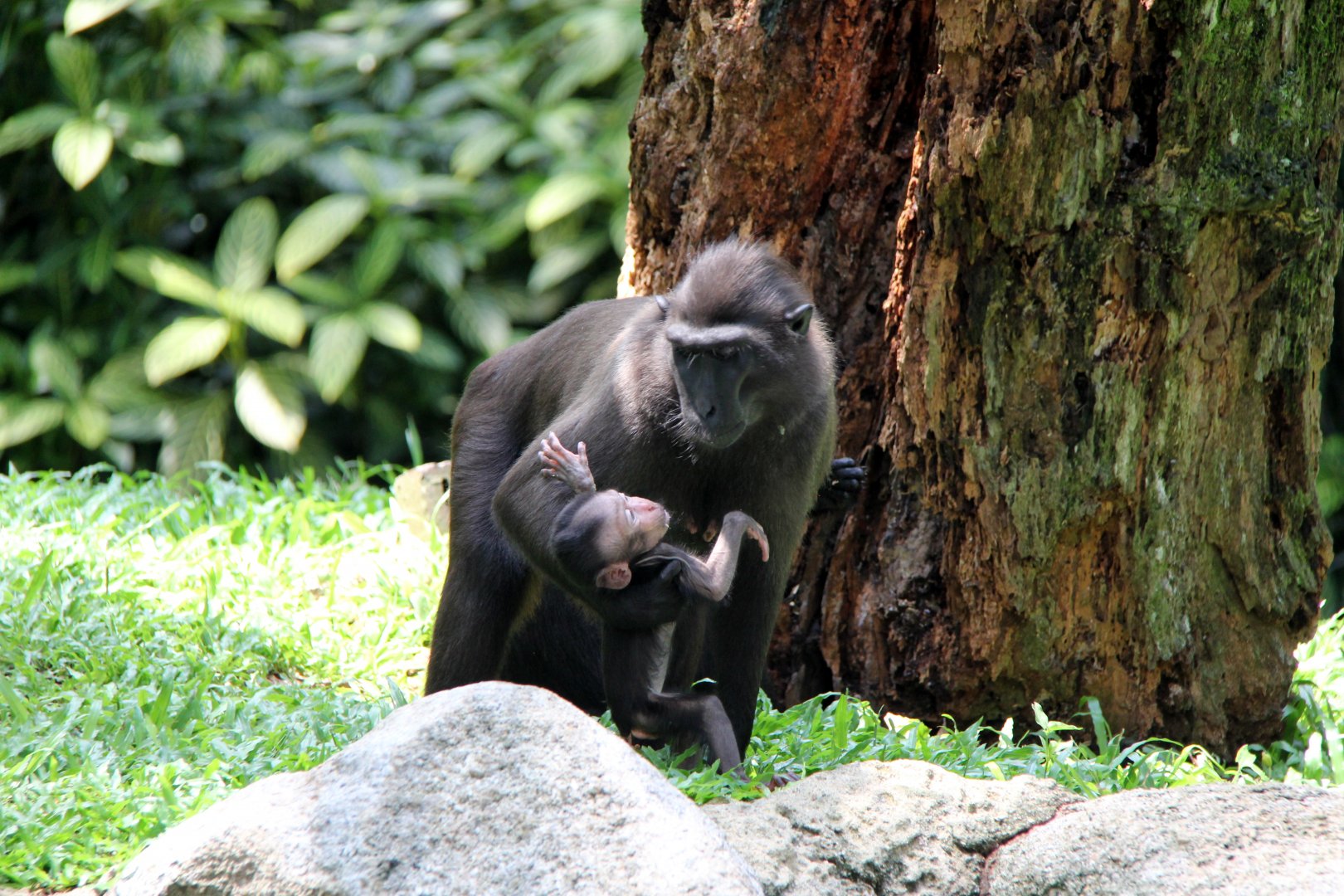 Celebes crested macaque (Macaca nigra)