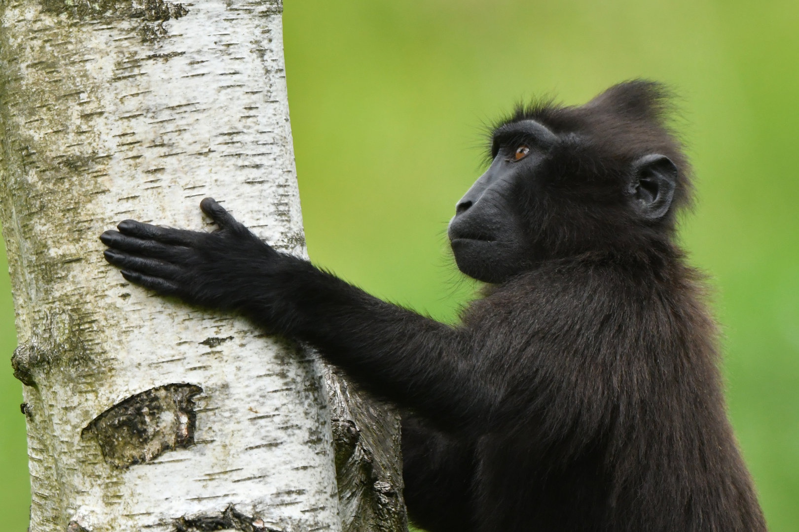 Celebes crested macaque (Macaca nigra)