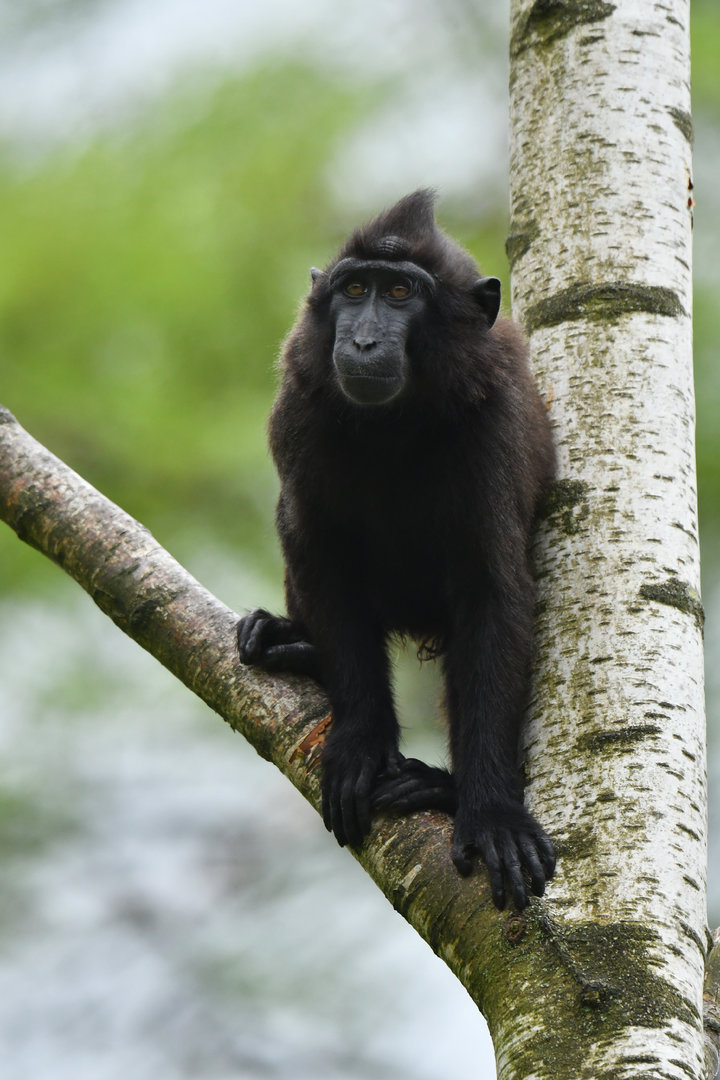 Celebes crested macaque (Macaca nigra)
