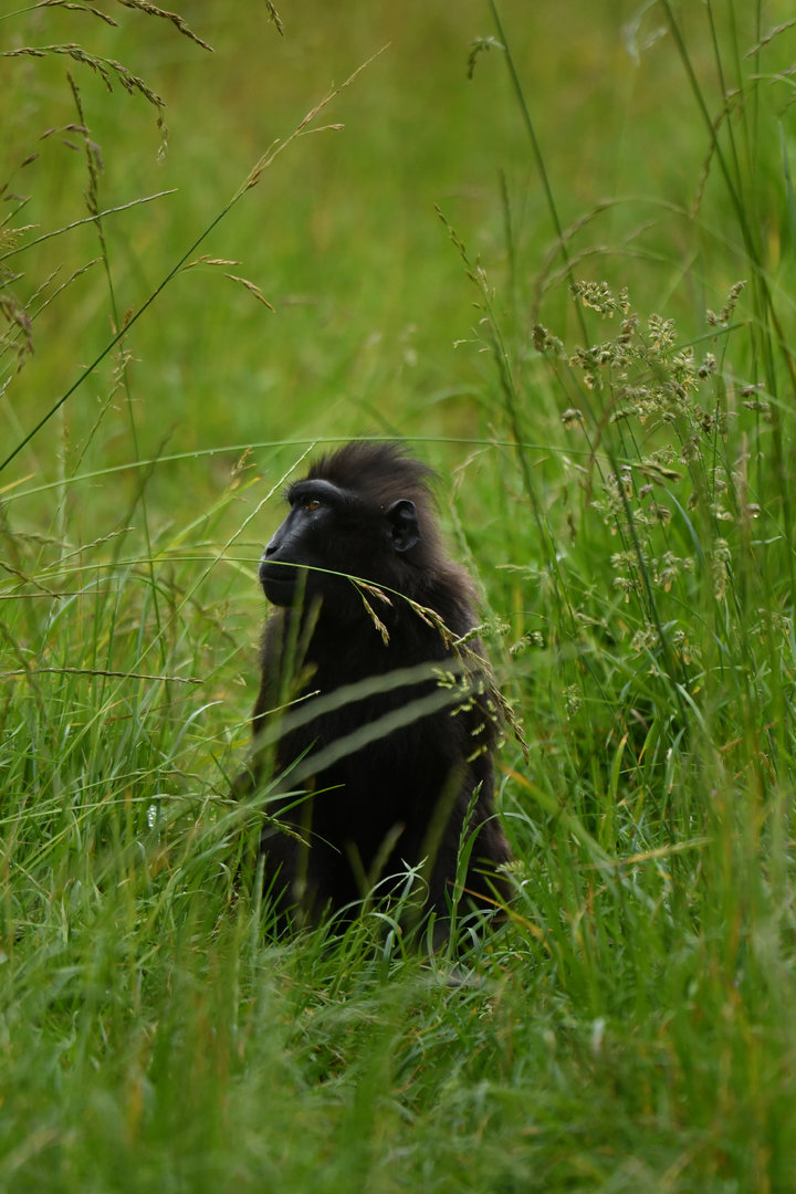 Celebes crested macaque (Macaca nigra)