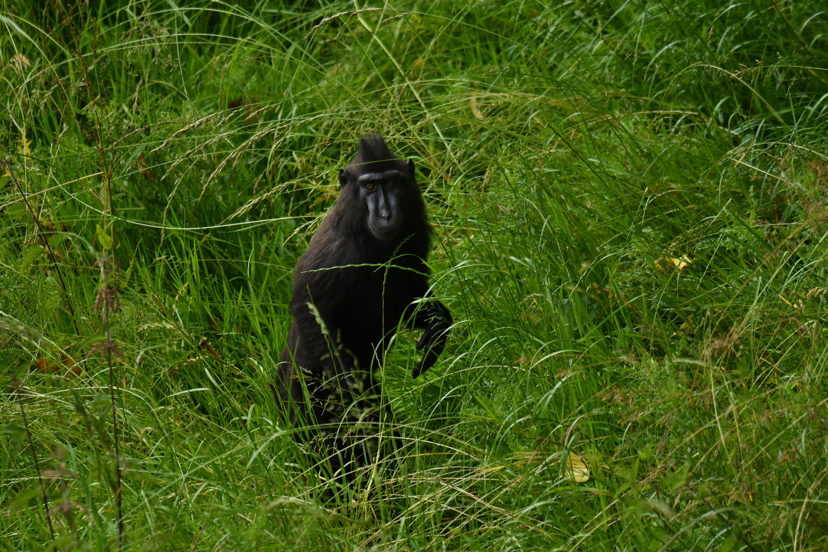 Celebes crested macaque (Macaca nigra)