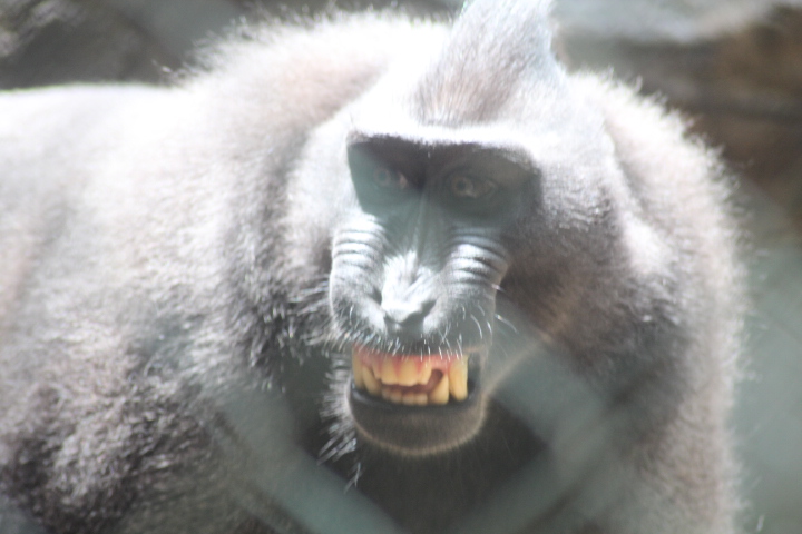 Celebes crested macaque (Macaca nigra)