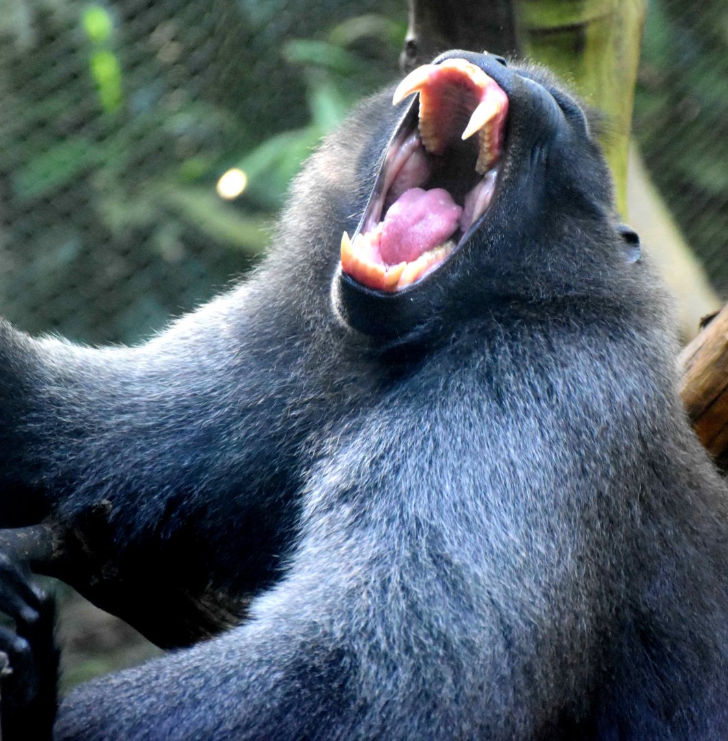 Celebes Crested Macaque (Macaca nigra)