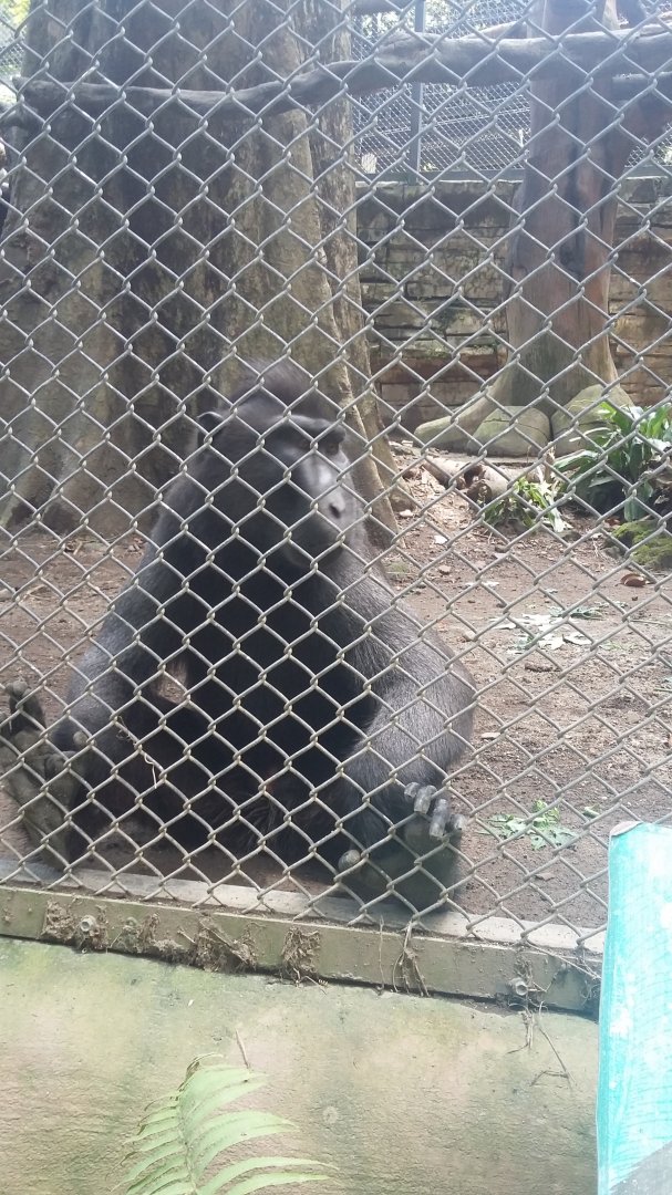 Celebes crested macaque (Macaca nigra)
