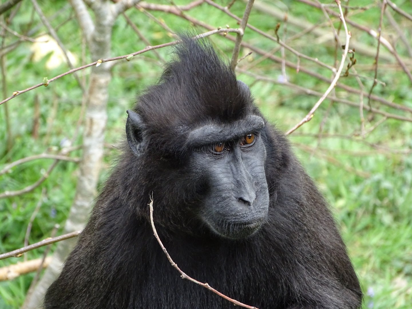 Celebes crested macaque (Macaca nigra)