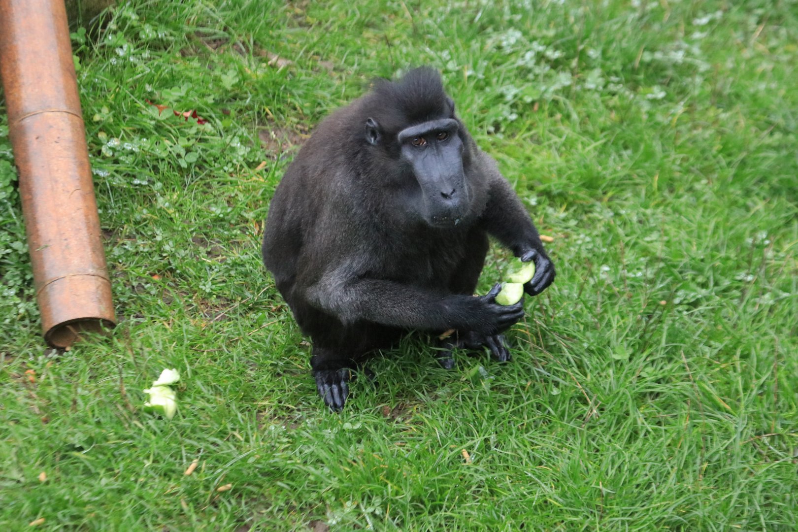 Celebes crested macaque (November 2019)