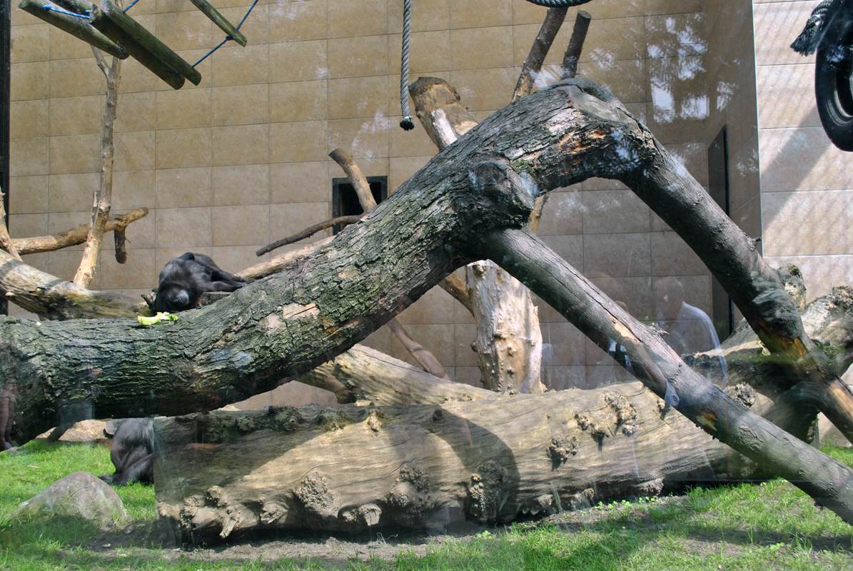 Celebes Crested Macaque