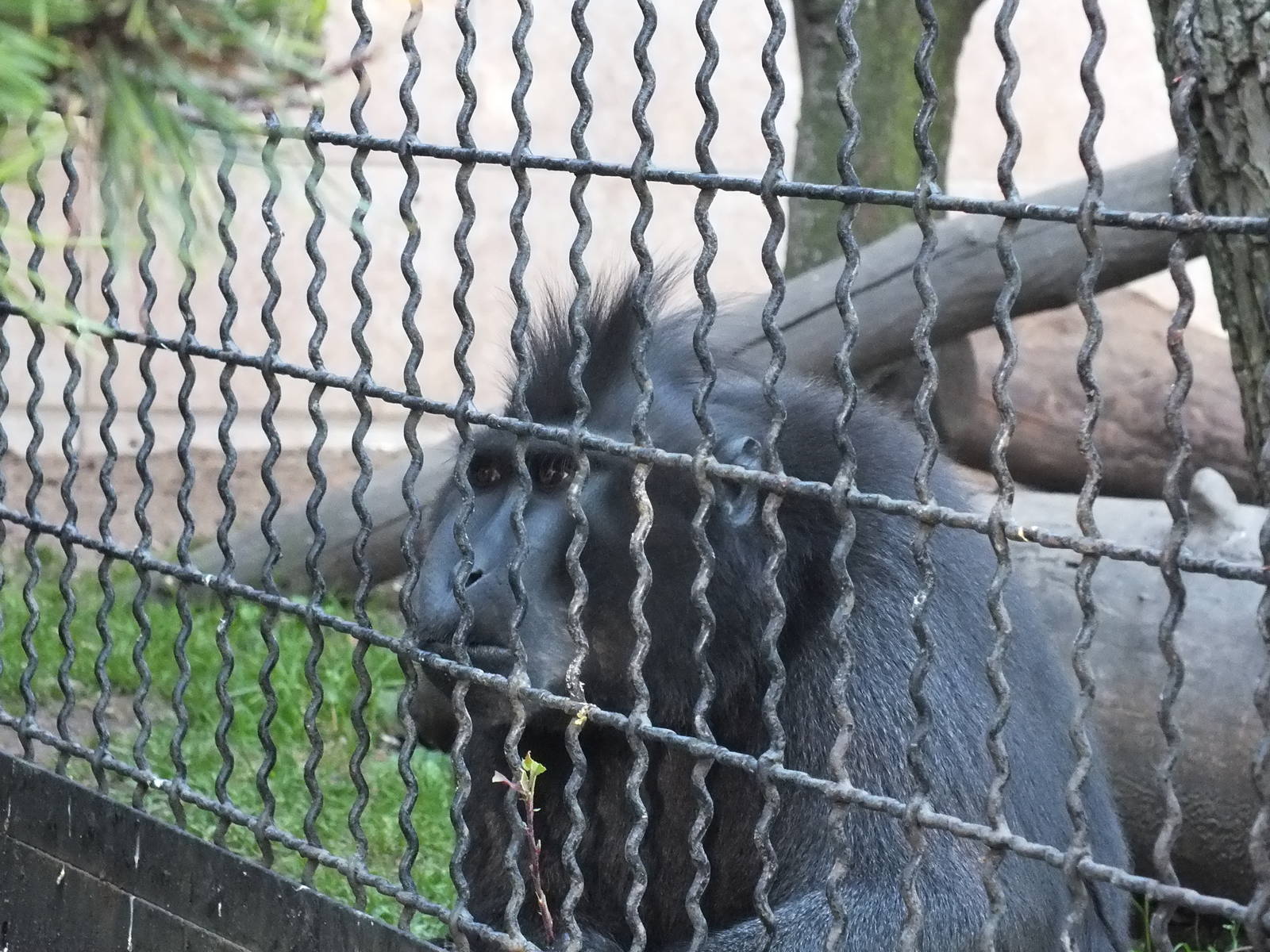 Celebes Crested Macaque