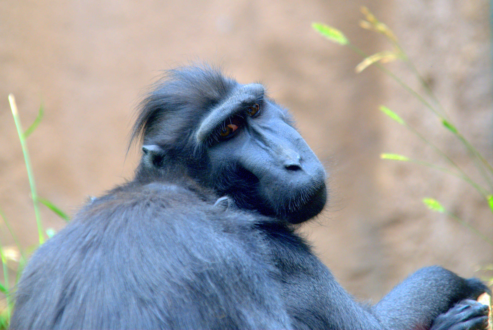Celebes crested macaque