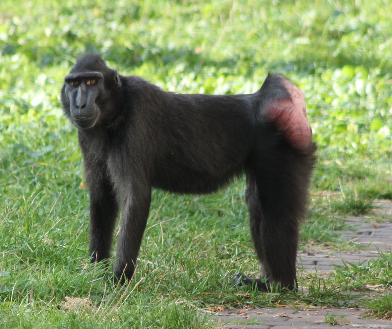 Celebes crested macaque