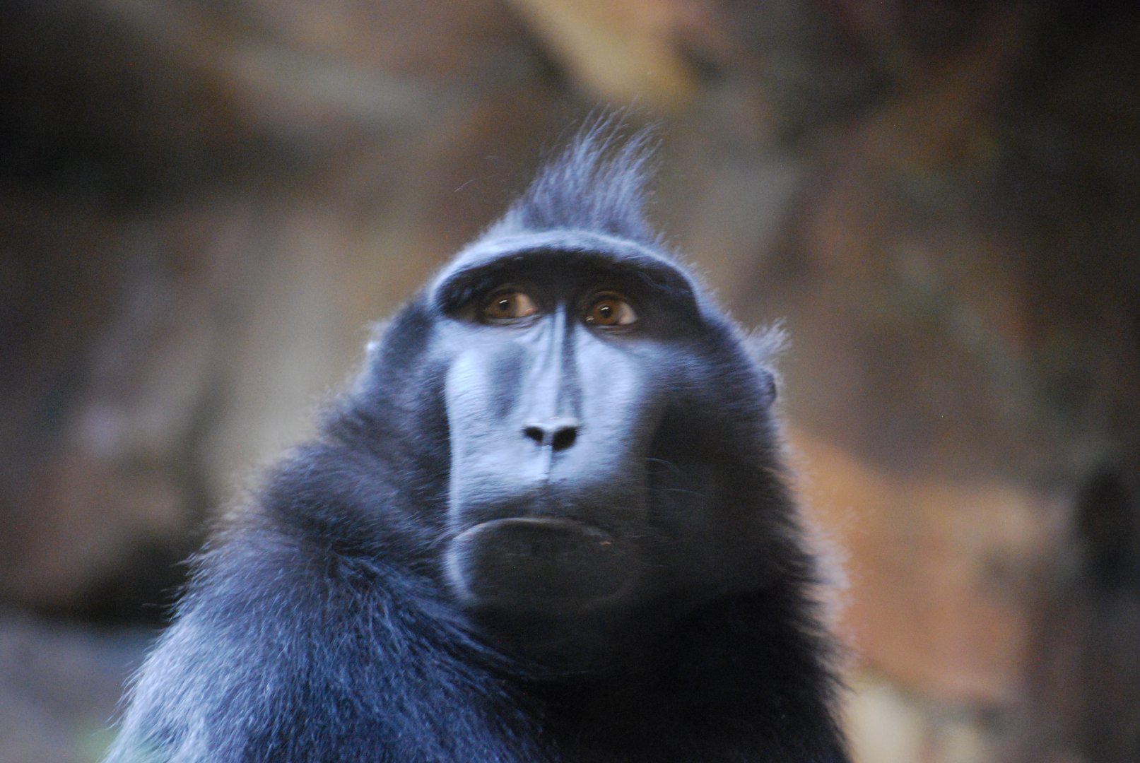 Celebes Crested Macaque