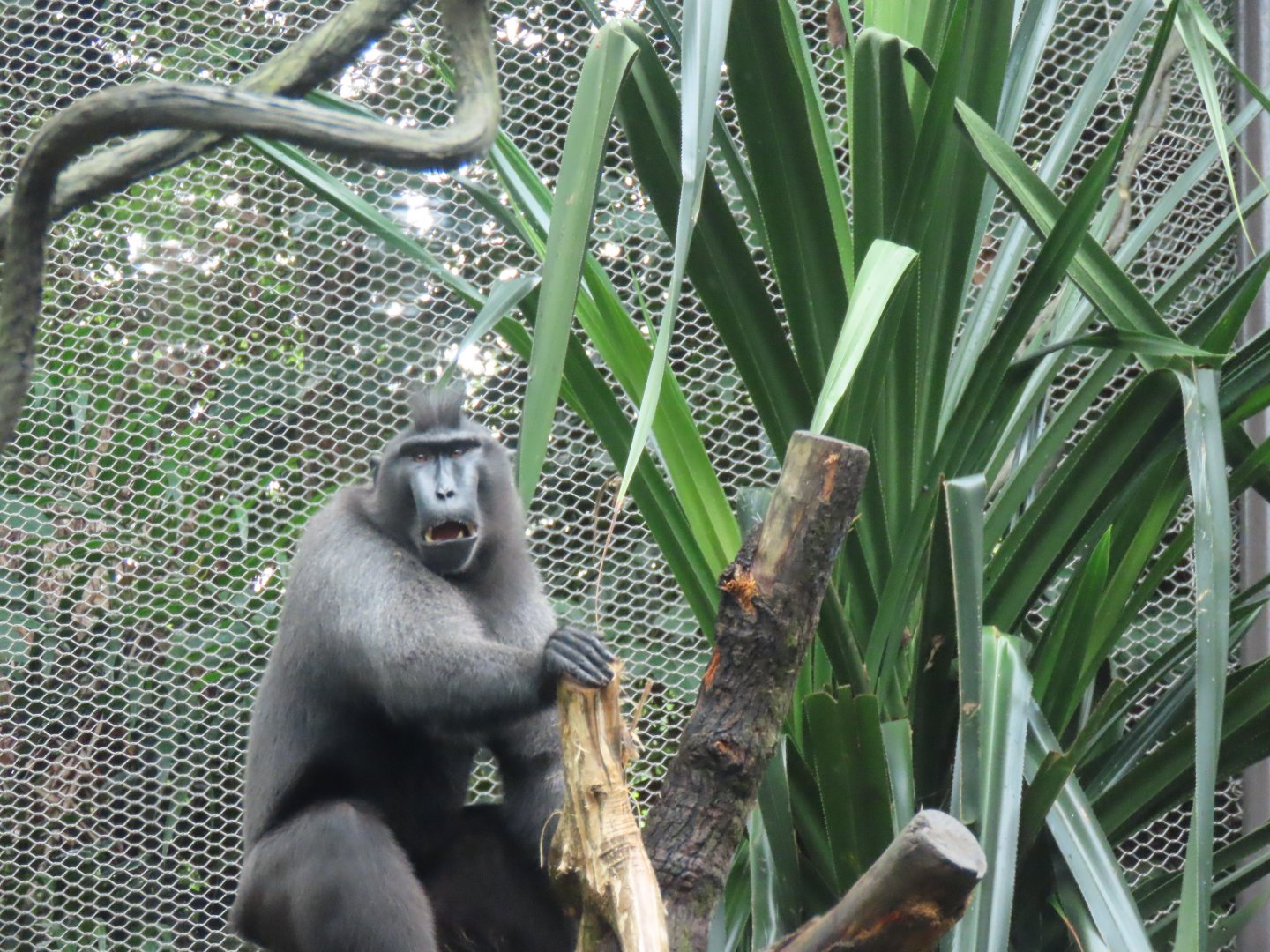 Celebes crested macaque