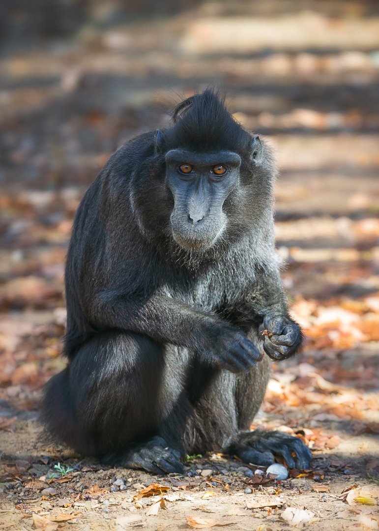 Celebes crested macaque