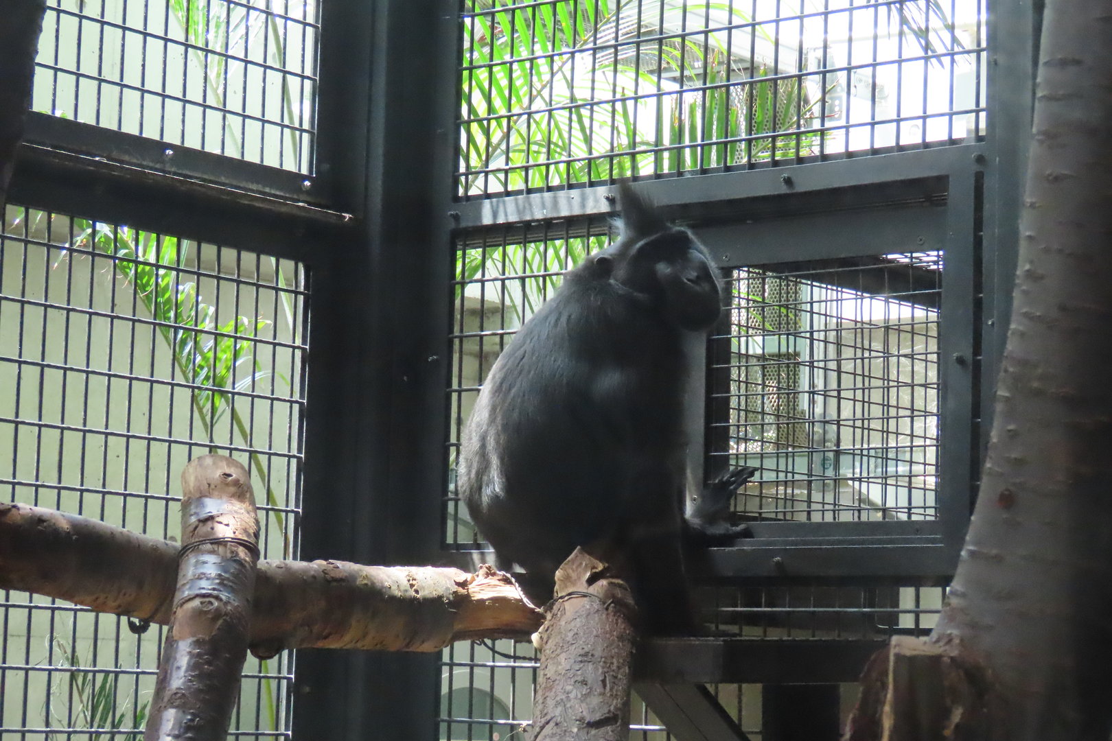 Celebes crested macaque