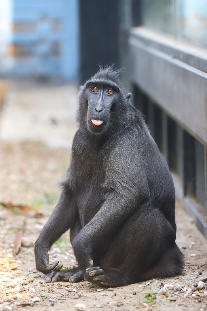 Celebes crested macaque