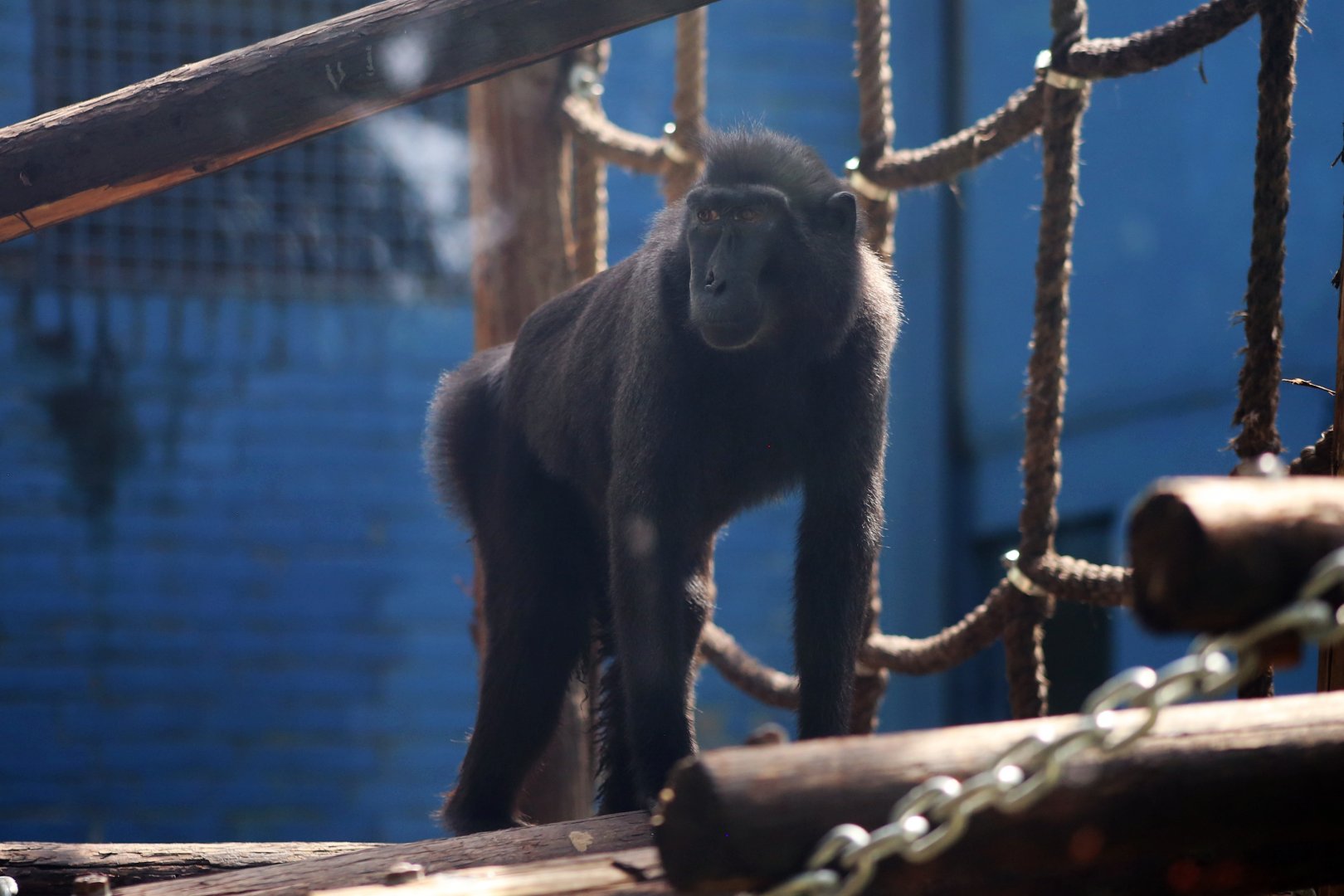 Celebes Crested Macaque